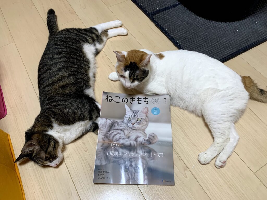 ねこのきもち 　2021　7月号　掲載　デビュー　雑誌デビュー　載った　三毛猫　猫雑誌　肉球　キジ白