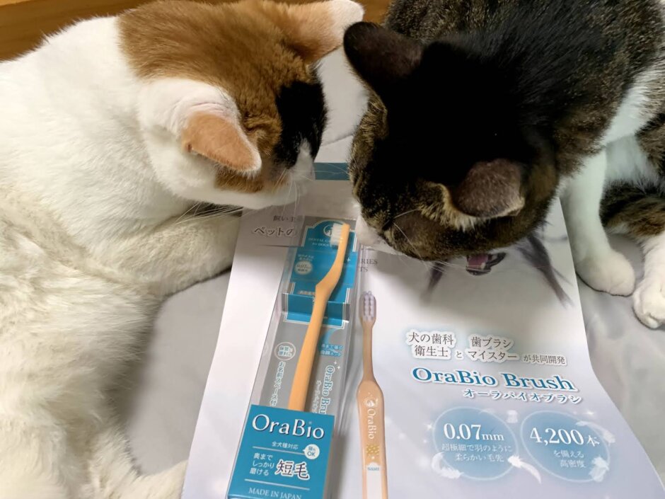 オーラバイオブラシ　OraBioBrush 猫　歯ブラシ　歯磨き　歯みがき　三毛猫 キジ白 レビュー 感想