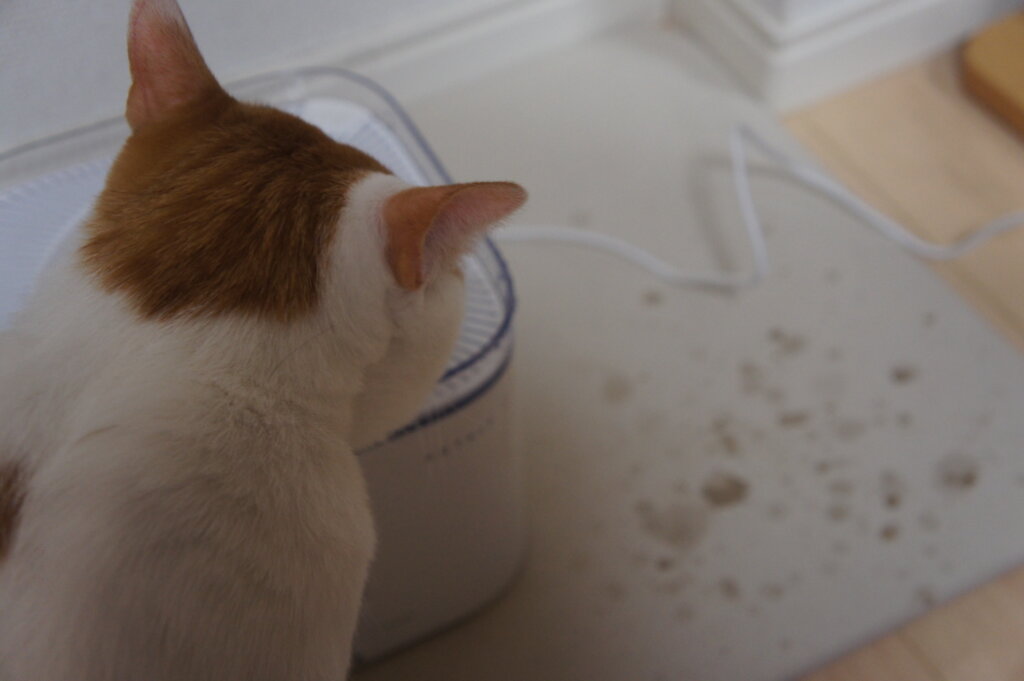 猫用自動給水器PETKIT(ペットキット)2nd世代オススメ！使用感やフィルターなどのお手入れ方法をご紹介します！ | 猫雨露霜雪！