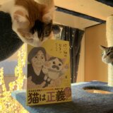 モチャ　三毛猫　ミルク　猫漫画　猫マンガ　感想　レビュー　書評　Twitter　SNS 6巻 ノリ吉