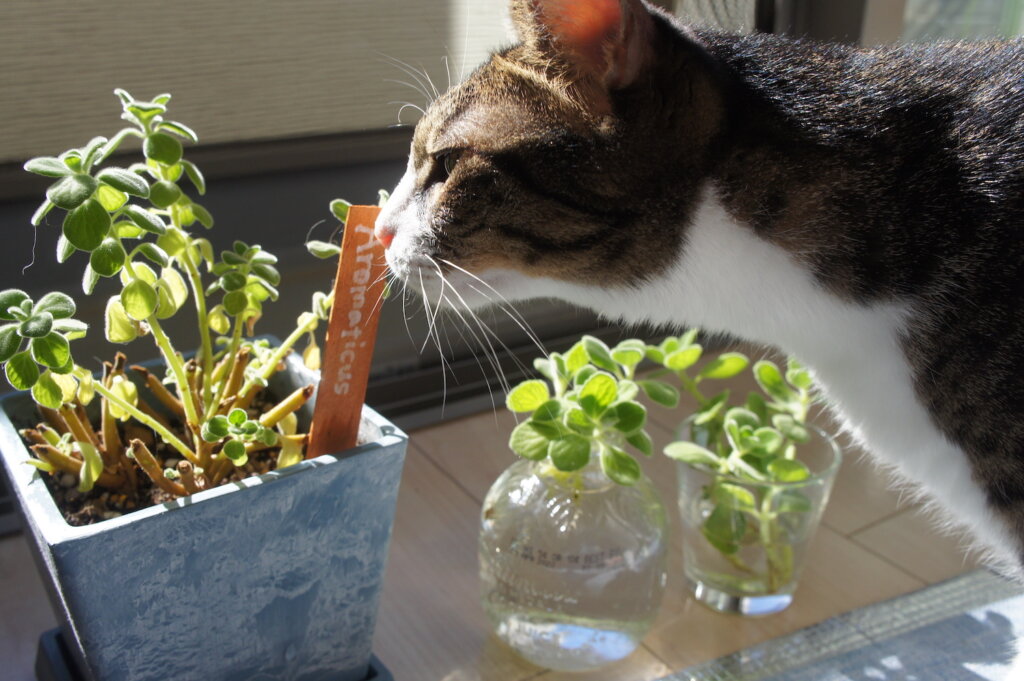 猫 ネコ アロマティカス 観葉植物 ハーブ ミント　IKEA イケア SOCKER ソッケル