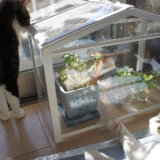 猫 ネコ アロマティカス 観葉植物 ハーブ ミント　IKEA イケア SOCKER ソッケル　三毛猫　キジ白
