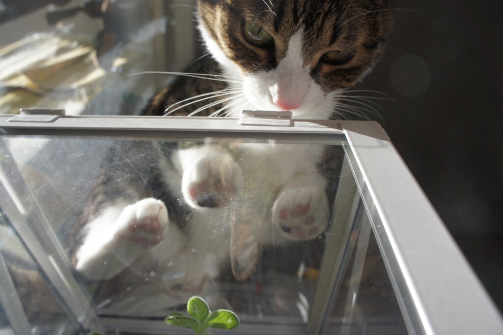 猫 ネコ アロマティカス 観葉植物 ハーブ ミント　IKEA イケア SOCKER ソッケル　三毛猫　キジ白