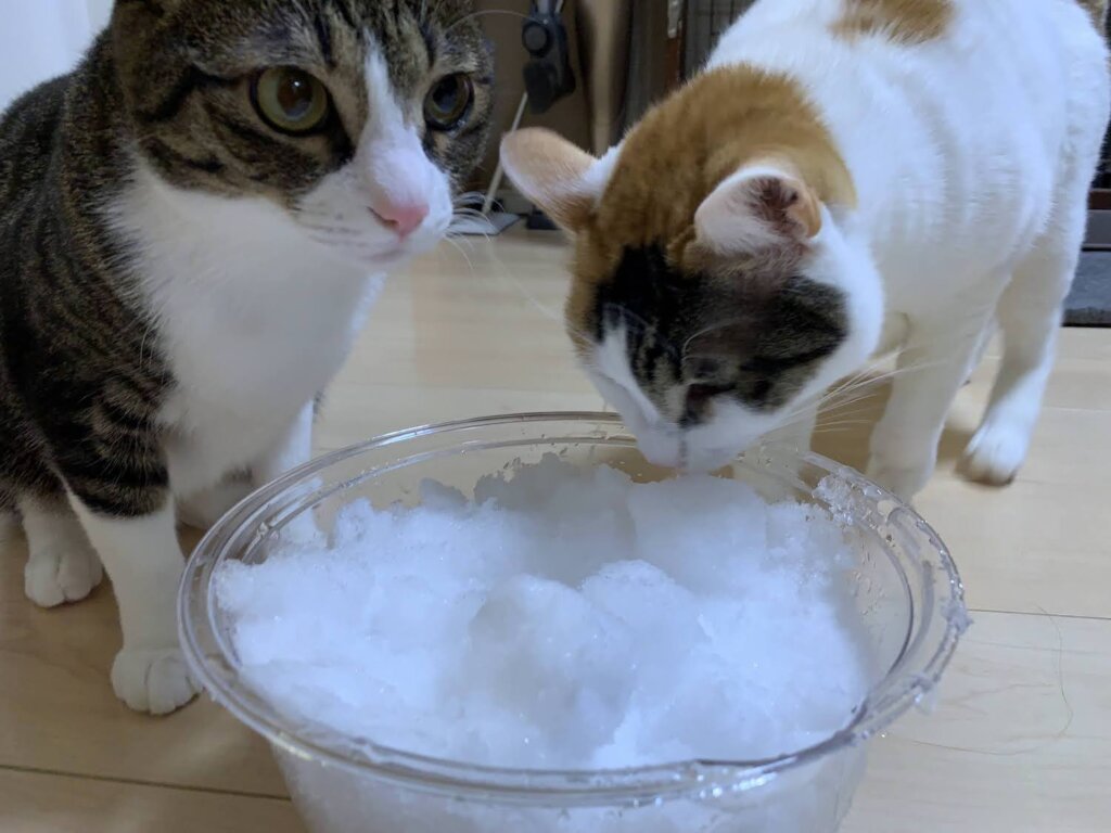 雪 関東 大雪 食べる 大丈夫 猫 三毛猫 キジ白