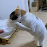 雪 関東 大雪 食べる 大丈夫 猫 三毛猫 キジ白