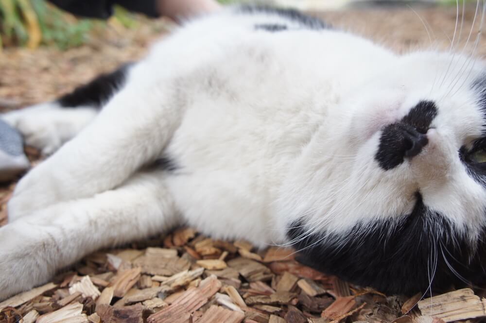 猫カフェ　君津市　千葉県　ドリプレ　ローズガーデン　バラ園　チョビ　ぶち猫　白黒　牛柄　ボブテイル　鍵しっぽ