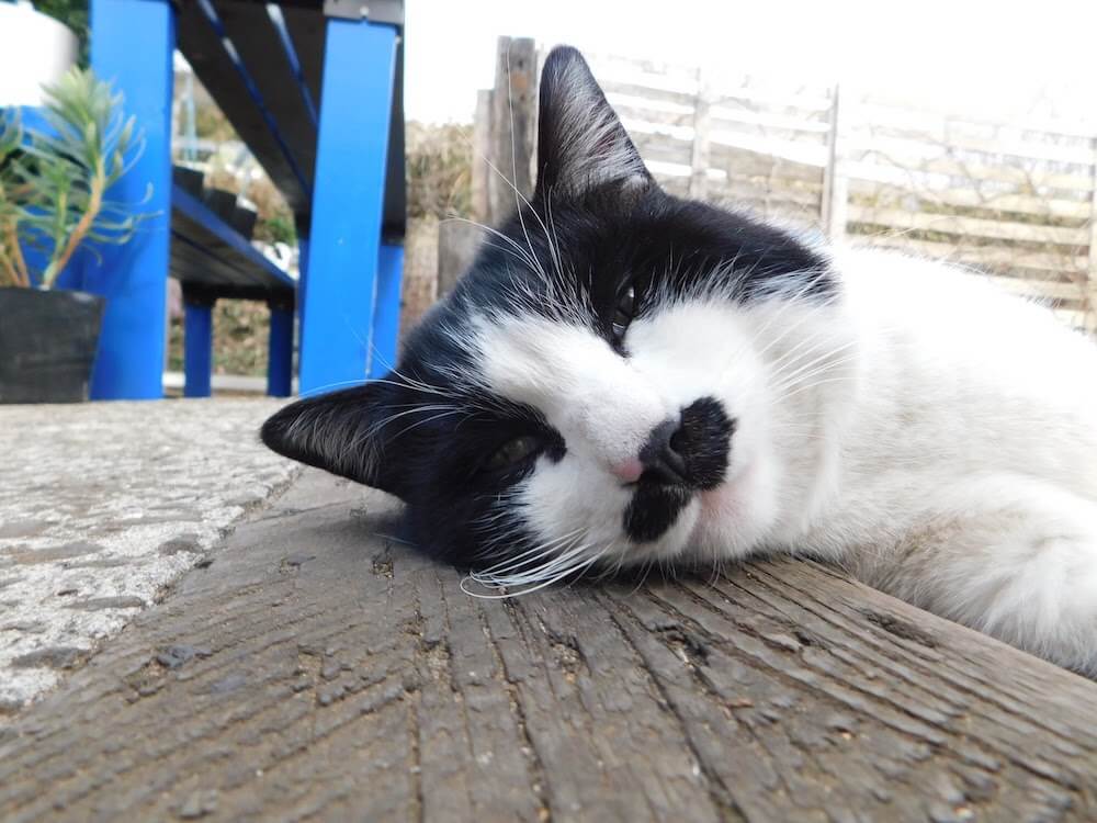 猫カフェ　君津市　千葉県　ドリプレ　ローズガーデン　バラ園　チョビ　ぶち猫　白黒　牛柄　ボブテイル　鍵しっぽ
